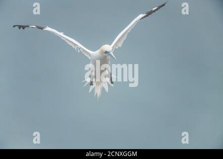 Nördliche Gannette (Morus bassanus), Cape St. Mary's Ecological Preserve, Neufundland und Labrador, Kanada Stockfoto