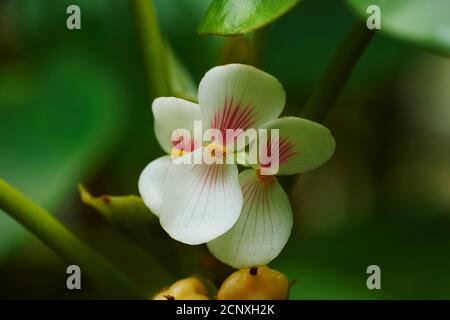 Begonia (Begonia ampla), Blüte, Nahaufnahme Stockfoto