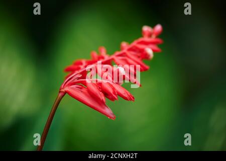 Bromeliade (Aechmea destichantha), Blume, Nahaufnahme Stockfoto