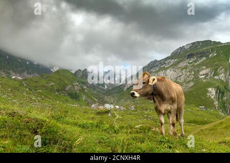 Auf der Wiese vor der Meglisalp gibt es ein Vieh. Berge mit Schnee im Hintergrund. Wolkiger Himmel. Stockfoto