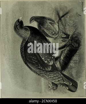. Wildvögel und Schießen-Skizzen: Illustriert die Gewohnheiten, Modi der Erfassung, Stufen des Gefieders und die Hybirds & Sorten, die unter ihnen auftreten. 102 103 105 108 GPtOUSE {Lagopus scoticus) GANZE SEITE Grouse-Shooting . Raufhühner Raufhühner gestörter Raufhühner der Fringe des Moors : Raufhühner Paarung im Frühling IM TEXT kommen sie hier die versteckte Hand das Aussehen des Peregrinen peinas de Richesses . Ein Snipy unter dem Drachen die Doppelfeder gefunden in Game Birds zeigt, wie die Krallen geworfen werden ein Old Highlander aus Sutherland Melanismus ...... Hybrid zwischen einem Stockfoto