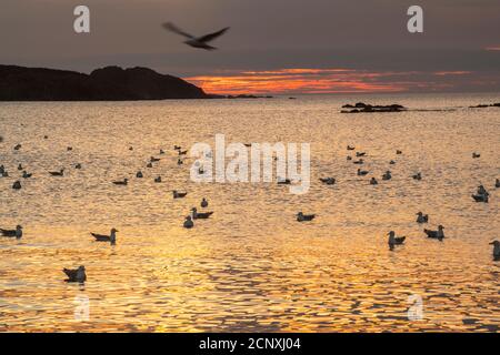 Schar von Möwen angezogen und Fütterung auf Laichpfelin, Wild Cove, Neufundland und Labrador NL, Kanada Stockfoto