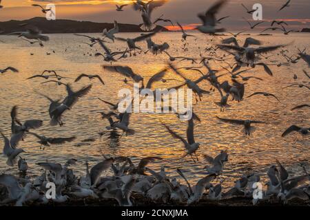 Schar von Möwen angezogen und Fütterung auf Laichpfelin, Wild Cove, Neufundland und Labrador NL, Kanada Stockfoto