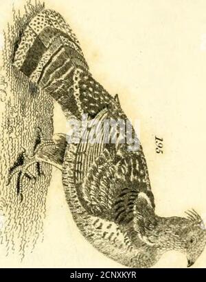 . Wilson's American Ornithology: Mit Notizen von Jardine; zu denen eine Synopsis der amerikanischen Vögel, einschließlich der von Bonaparte, Audubon, Nuttall, und Richardson. Stockfoto