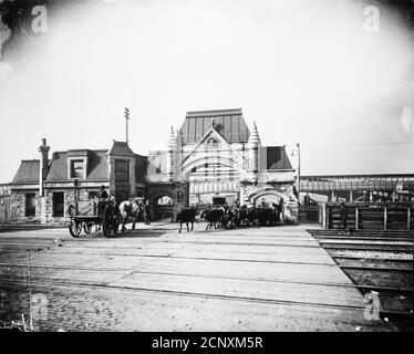 Viehzucht, die durch das Tor der Union Stock Yards an der Exchange Avenue, Chicago, Illinois, um 1905, führt. Stockfoto