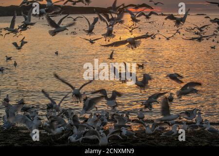 Schar von Möwen angezogen und Fütterung auf Laichpfelin, Wild Cove, Neufundland und Labrador NL, Kanada Stockfoto