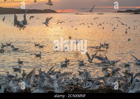 Schar von Möwen angezogen und Fütterung auf Laichpfelin, Wild Cove, Neufundland und Labrador NL, Kanada Stockfoto