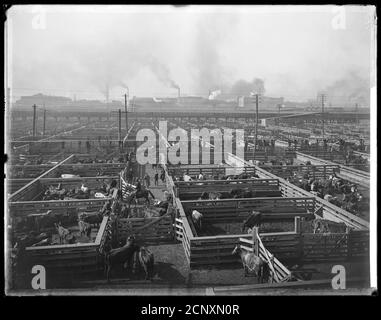 Viehhalter bei Union Stock Yards, Chicago, Illinois, um 1900. Stockfoto