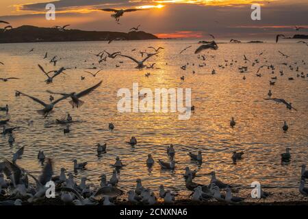 Schar von Möwen angezogen und Fütterung auf Laichpfelin, Wild Cove, Neufundland und Labrador NL, Kanada Stockfoto