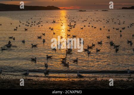 Schar von Möwen angezogen und Fütterung auf Laichpfelin, Wild Cove, Neufundland und Labrador NL, Kanada Stockfoto