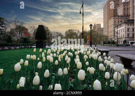 New York City, NY / USA - April 24 2020: New York City Frühlingslandschaft, weiße Tulpen in der Stadt entlang der 5th Avenue Stockfoto