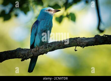 European Roller - Coracias garrulus bunter blauer Vogel, der auf dem Ast sitzt und im Loch-Nest nach Futter für seine Küken sucht. Stockfoto