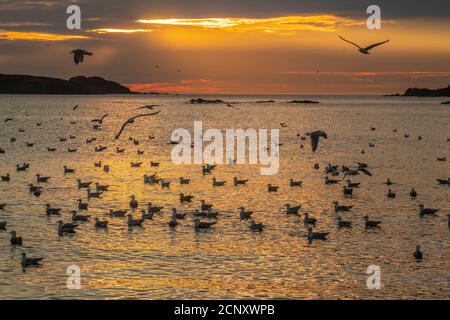 Schar von Möwen angezogen und Fütterung auf Laichpfelin, Wild Cove, Neufundland und Labrador NL, Kanada Stockfoto