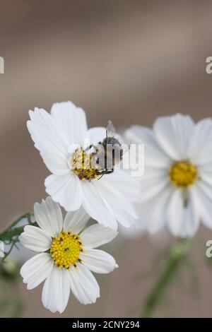 Hummel auf einer weißen Blume, Cosmos bipinnatus 'Reinheit' Stockfoto