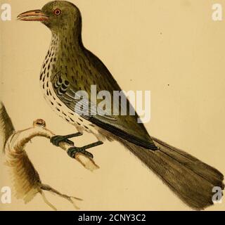 . Austral avian Rekord; eine wissenschaftliche Zeitschrift, die sich in erster Linie auf die Studie der australischen Avifauna. MUSCICAPA CUCULLATA lath. [Mit Blick auf paye 26.. GRACULA VIRIDIS lath. [Fadng Seite 26. Nr. 1.] DER AUSTRAL VOGELREKORD 27 zeigte am Ende; Beine schwarz. Bewohnt New Holland, wovon man sagt, dass es sich um einen seltenen Vogel handelt. Es ist mit, keine kleine Schwierigkeit, die wir in der Lage gewesen, Grenzen der Gattung von Grakle, mehr vor allem auf diejenigen, die bewohnen New Holland: Und um die Wahrheit zu sagen, große Unsicherheit ist in Bezug auf othergenera auch entstanden, nicht nur in Bezug auf Vögel, sondern quadrwpeds, sowie andere Stockfoto