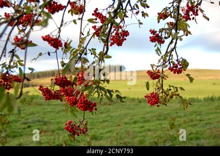 Vogelbeeren Stockfoto