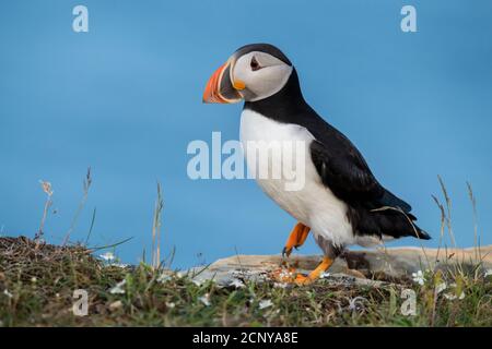 Atlantischer Papageientaucher (Fratercula arctica) bei einem Spaziergang entlang der grasbewachsenen Klippe, Elliston, Neufundland und Labrador NL, Kanada Stockfoto