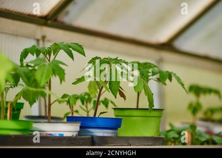 Tomate (Solanum lycopersicum), Pflanze, jung, Zucht, Nahaufnahme Stockfoto