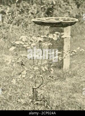 . Wie man die Vögel anziehen : und andere Gespräche über Vogelnachbarn . Stockfoto