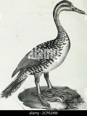 . La galerie des oiseaux . si adroitement quils ne manquent jamaisleur coup. « La nature, dit lilluste Buffon, trace des traits dunionpresque partout où nous voudrions marquer des intervalles et faire descoupures, sans quelle quitte brusquement une forme pour passer à uneautre ; elle emprunte de toutes deux et compose un être mi-parti qui réu-nit les deux extrêmes et remplit jusquau moindre vide de lensemble duntout où rien Nest isolé. » En effet, ces traits se rencontrent dans les deuxespèces dHéliornes ; celle dAmérique (le Grèbe-Foulque de Buffon) ales doigts et le bec du Grèbe, une queue Stockfoto