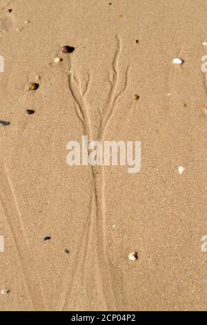 Vertiefungen aus Abdrücken von Algen nach der Flut am Strand von Clacton on on Sea, Essex, Großbritannien Stockfoto