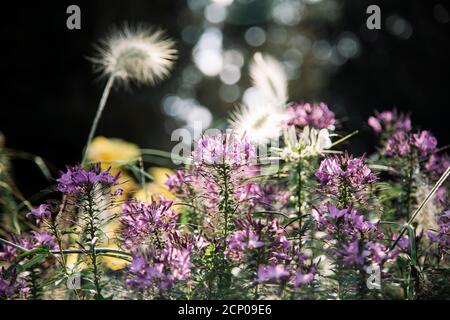 Herrliche Kerze Stockfoto