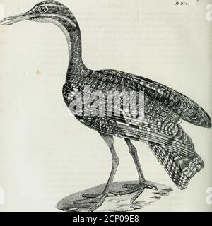 . La galerie des oiseaux . aires, situées dans une regenure, garnies en dessus dunemembrane et ouvertes. Langue filiforme, entière, pointue. Tarses nus, réticulés. Doigts allongés, étroits; les extérieurs unis à leur base par une mem-brane; interne totalement libre; le postérieur portant à terre sur le bout. Ongles Gerichte, Courbés, un peu aigus. Ailes moyennes; première et quatrième rémiges égales; troisième lauplus longue de toutes. Queue large, étalée, à douze rectrices égales. La seule espèce que contient cette Division a été classée par Lathamdans son Genre Scolopax, et par Gmelin dans celu Stockfoto