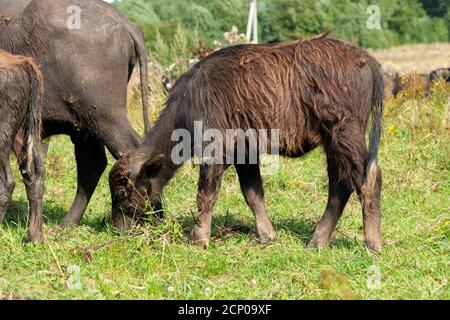 Büffelkalb auf einem Feld an einem Sommertag Stockfoto