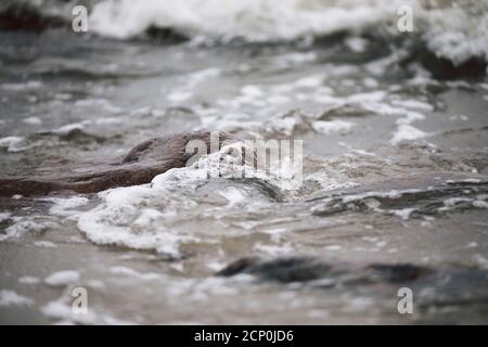 Strand in Maasholm, Ostsee, Deutschland Stockfoto