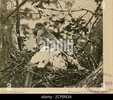 . Britische Vögel . WN 4to. Steife Papierabdeckungen. 1 s. 6d. Netto Das Leben einiger Marsch-Vögel zu Hause. Fotografiert und beschrieben von Emma L. Turner, v.l.s., und P. H.Bahr, B.A., M.B.O.U. 32 ganzseitige Platten. Demy Svo. 2s. 6d. Netto Wie man Wildvögel anzieht und schützt. Von Martin Hiesemann. Mit einer Einführung von ihrer Gnade die Herzogin von Bedford. Viele Illustrationen. Steife Boards. 1 s. 6 cl netto De Vogels van Nederland. Von Dr. E. D. van Oort. Herausgegeben in 40 Teilen, die 400 ColoredPlate enthalten. Der Text ist in der niederländischen Sprache, aber die Namen sind auch in Englisch, Französisch und Deutsch. Teile I, – VIII, gelesen Stockfoto