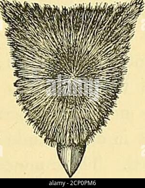 . Das illustrierte Buch der Kanarienvögel und Käfigvögel, Briten und Ausländer. Stockfoto