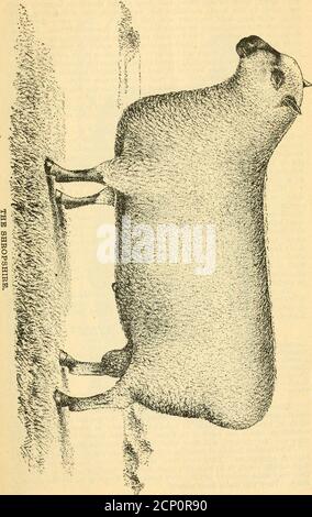 . Schafzucht und Wolle wächst in Virginia . separate Klasse. Die Shropshire von heute ist das Produkt der Kreuzung der Schafe von Thatshire, oder Grafschaft, mit den ältesten verbesserten Rassen, die Southdown und derLeicester. Tlie Vereinigung dieser verbesserten Rassen führte, wie es immer tut, in der Bildung einer neuen Rasse, teilhabend an den Eigenschaften von jedem; und die neue Art wurde dann beibehalten und intensiviert durch vernünftige Inzucht. So hat die Shropshire die Größe des Leicester, die Form der Süd-unten, Und das Vlies ist eine Kombination aus beidem, etwas gröber als das des Southdown an Stockfoto