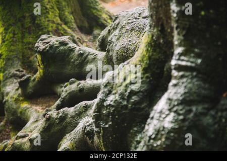 Teutoburger Wald in Bielefeld, Nordrhein-Westfalen, Deutschland, rund um den Botanischen Garten Stockfoto