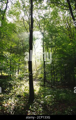 Teutoburger Wald in Bielefeld, Nordrhein-Westfalen, Deutschland, rund um den Botanischen Garten Stockfoto