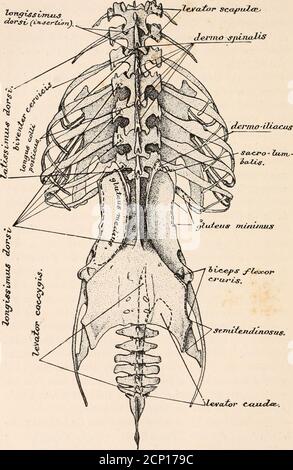 . Die Myologie des Raben (Corvus corax sinuatus.) Ein Leitfaden für die Untersuchung des Muskelsystems bei Vögeln . nsive thanit ist in der heutigen Zeit. Wir hoffen auf ein wenig Licht auf die Frage solcher Homologien nur durch erschöpfende und vergleichende Formen der gesamten Muskelsysteme der Struthiousformen existierender Vögel, und solche anderen Arten wie Echidna, der Entenschnabel, bestimmte Fischformen, mit solchen lebenden Reptilienas sind bekannt, diese in ihrer Struktur zu nähern. Das Entwirren dieser Homologien ist im besten Fall eine äußerst schwierige Aufgabe, die alle unsere Geduld, wie wir, erfordert Stockfoto