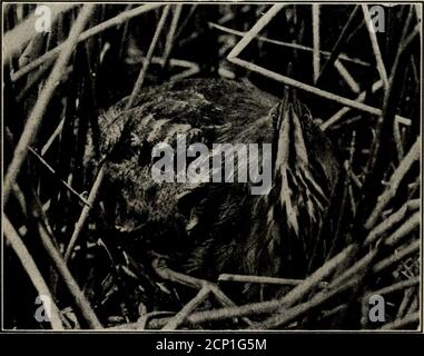 . Wie man Vögel studiert; ein praktischer Führer für Amateur-Vogel-Liebhaber und Kamera-Jäger. Seeschwalbe am Strand nimmt die Versteckpose an, als thoughZwischen rauscht.(Telephoto.). Bittern auf Nest trotzt dem Fotografen. –^. 195 DIE REFLEKTIERENDE KAMERA 211 Ereignisse, und alles von Interesse, wo es Bewegung-ment, aber es kann auch auf dem Stativ verwendet werden, um zeitgesteuerte Aufnahmen. Manche mögen sich fragen, warum man nicht so gut eine Spiegelkamera nur hat, und sie für alle Zwecke verwenden.Dies kann getan werden, obwohl es einige Nachteile gibt.für eine Sache, kann der Vorhang Verschluss nicht leicht durch Schnur oder Faden von bereleleased Stockfoto