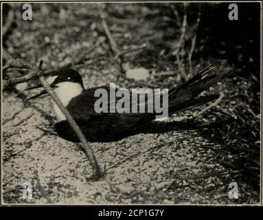 . Wie man Vögel studiert; ein praktischer Führer für Amateur-Vogel-Liebhaber und Kamera-Jäger. Kittiwake nistet auf einer Klippe, Great Bird Rock. Fotografiert von der Crate.. Sooty Tern incul) atiiig. Florida KTV-. Iliotograpliied withoutany Vorsichtsmaßnahmen. DIE SPIEGELKAMERA 205^ beginnt zu wirken, als ob die Langfokus-Spiegelkamera endlich in die Reichweite der jeweiligen Kamera käme. Es könnte befürchtet werden, dass die sehr schnelle Ausbeute, von der der Vorhang-Verschluss fähig ist, nichts genügte, um eine erfolgreiche Entwicklung zu ermöglichen. Solche Angst ist grundlos, denn obwohl die Ex-Position in der Tat kurz ist, während ich Stockfoto