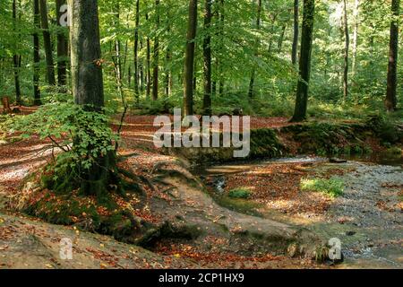 Teutoburger Wald im Silberbachtal in Horn-Bad Meinberg, Nordrhein-Westfalen, Deutschland Stockfoto