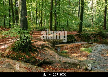 Teutoburger Wald im Silberbachtal in Horn-Bad Meinberg, Nordrhein-Westfalen, Deutschland Stockfoto