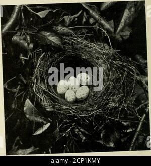 . Kamerastudien von Wildvögeln in ihren Häusern. Abb. 234. Einer ihrer beliebtesten Aussichtspunkte war ein driedmullein Stiel. 272. Abb. 235. NEST DES KÖNIGSVOGELS. In Bezug auf seine Hühner, obwohl nur wenige der Falken im Sommer Geflügel berühren: , der Anblick eines Raubvogels ist zu einem Kmgb.rd, wie eine redflag vor einem Stier geschmundert. Er sofort f.^^SM pur-Anzug, holen Sie sich den größeren Vogel ab und hält Dash.ng nach unten atit. Es ist merkwürdig, dass Falken oder Krähen neyer versuchen, sie zu verteidigen, sondern wird sie auf die utmostto Flucht aus der Qual ausüben. 273 Stockfoto