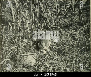 . Kamerastudien von Wildvögeln in ihren Häusern. Abb. 206. Sie hielt eine scharfe Wache über die großen Glasaugen, die sie nur drei Meter entfernt anstarrten. An ihrem Nest berührte sie sanft eines der Eier mit ihrem Schnabel und sprang dann, plötzlich den großen Kamerauge-Stern erblickend, schnell zurück. Sie näherte sich sogar noch moreautiös, lief direkt über die Eier und wirbelte überschnell um zu sehen, ob etwas passiert ist. Das nächste Mal shefondled alle Eier und endlich war zufrieden auf ihnen. Das Klicken des Shutter die ersten paar Aufnahmen, startledher eine Kleinigkeit, aber sie sehr qu Stockfoto