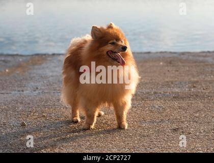 Red Spitz Pommern steht am Seeufer Stockfoto