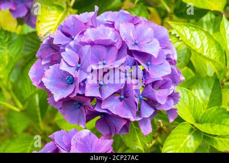 Lila Violett farbene Hortensie Blüte Stockfoto