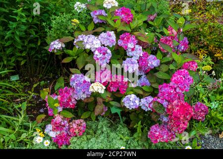 Lila Violett farbene Hortensie Blüte Stockfoto