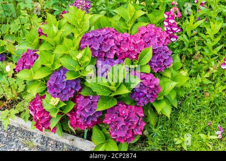 Lila Violett farbene Hortensie Blüte Stockfoto