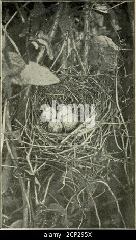 . Kamerastudien von Wildvögeln in ihren Häusern. Abb. 106. HOLZDROSSEL AUF NEST. Sie sitzen so eng, dass man sie manchmal berühren kann, bevor sie die Eier verlassen. * Rosenreiher Grosbeak. Das Männchen dieser Art ist bei Vogelfressern sehr beliebt, denn er ist sehr schön, ist immer fröhlich und hat ein wunderschönes Lied. Das Weibchen ist auch bei denen beliebt, die sie kennen, aber sie ist so anders gekleidet als ihre Matte und so unauffällig, wie ein großer Sperling, dass sie Sel-dom bemerkt wird. Der Grosbeak Song ist ähnlich zu. Aber bereitwillig 126. Abb. 107. NEST VON GROSBEAK die Eier sind blass grünlich-blau Stockfoto