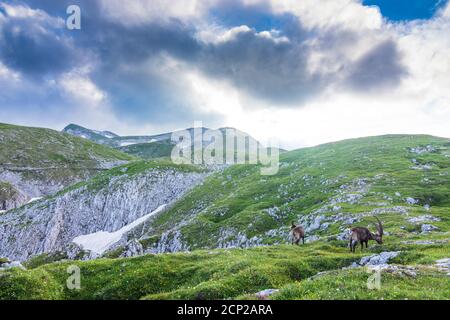 Hochschwabgebirge, Alpensteinbock, Alpiner Steinbock (Capra Steinbock), Gipfel Hochschwab in Hochsteiermark, Steiermark, Österreich Stockfoto