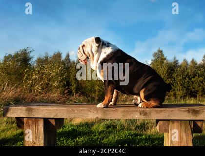 Schwarz und weiß englischer Bulldog für einen Spaziergang sitzen Auf einer Bank bei Sonnenuntergang Stockfoto