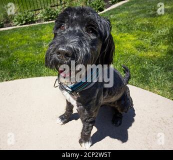 Portugiesischer Wasserhund sitzt auf einem Hinterhof, Weitwinkel-Objektiv Foto Stockfoto
