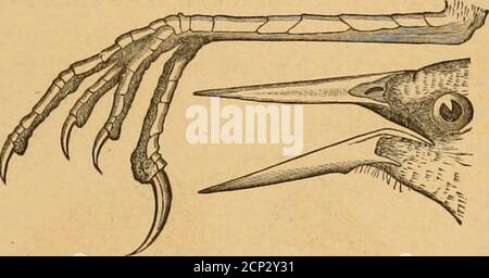 . Schlüssel zu nordamerikanischen Vögeln; enthält eine präzise Darstellung aller Arten von lebenden und fossilen Vögeln derzeit aus dem Kontinent nördlich der mexikanischen und US-Grenze bekannt . -, und die Füße schwächer, ausschließlich für Sitzhaltung ausgestattet. Drei unserer Arten sind . reichlich Zugvögel im Sommer; der Rest nur erreichen unsere südliche Grenze aus dem tropischen Amerika. 92, Gattung ICTERUS Brisson.* die (J schwarz und Kastanie.Orchard Oriole. ^ schwarz, unterer L)ack, Riinip, kleinere Flügeldecken und. 158 ICTERID^, AMERIKANISCHE STARE. GEN. 92. Alle unter den Teilen aus dem Hals, tiefe Kastanie; ein weißlicher Balken Stockfoto